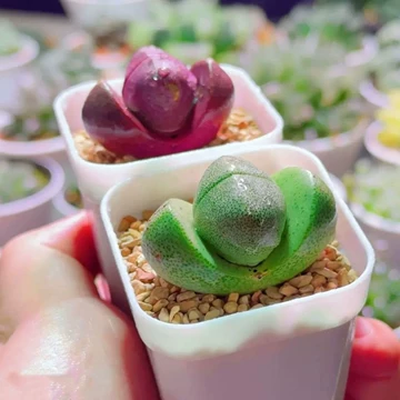 玉石盆景-玉石盆景促销价格、玉石盆景品牌- 淘宝