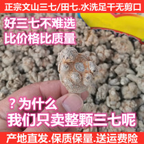 Panax notoginseng Yunnan Wenshan Sanqi 20 head 30 head 40 natural spring Sanqi head Tianqi 500g can be used to grind Panax powder