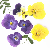 Incense cordierite cordierite pansy dried flower flower flower embossing material Plant specimens Drop glue dried flower mobile phone shell diy