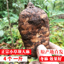 Fresh Gastrodia Special Grade 4 500g Yunnan Zhaotong Xiaopaaba Tianma forest imitation wild now digging straight hair