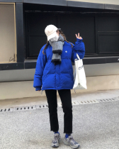 Klein blue cotton-padded women autumn and winter 2021 New Korean loose niche padded coat ins tide