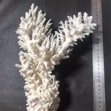白珊瑚天然-白珊瑚天然促销价格、白珊瑚天然品牌- 淘宝