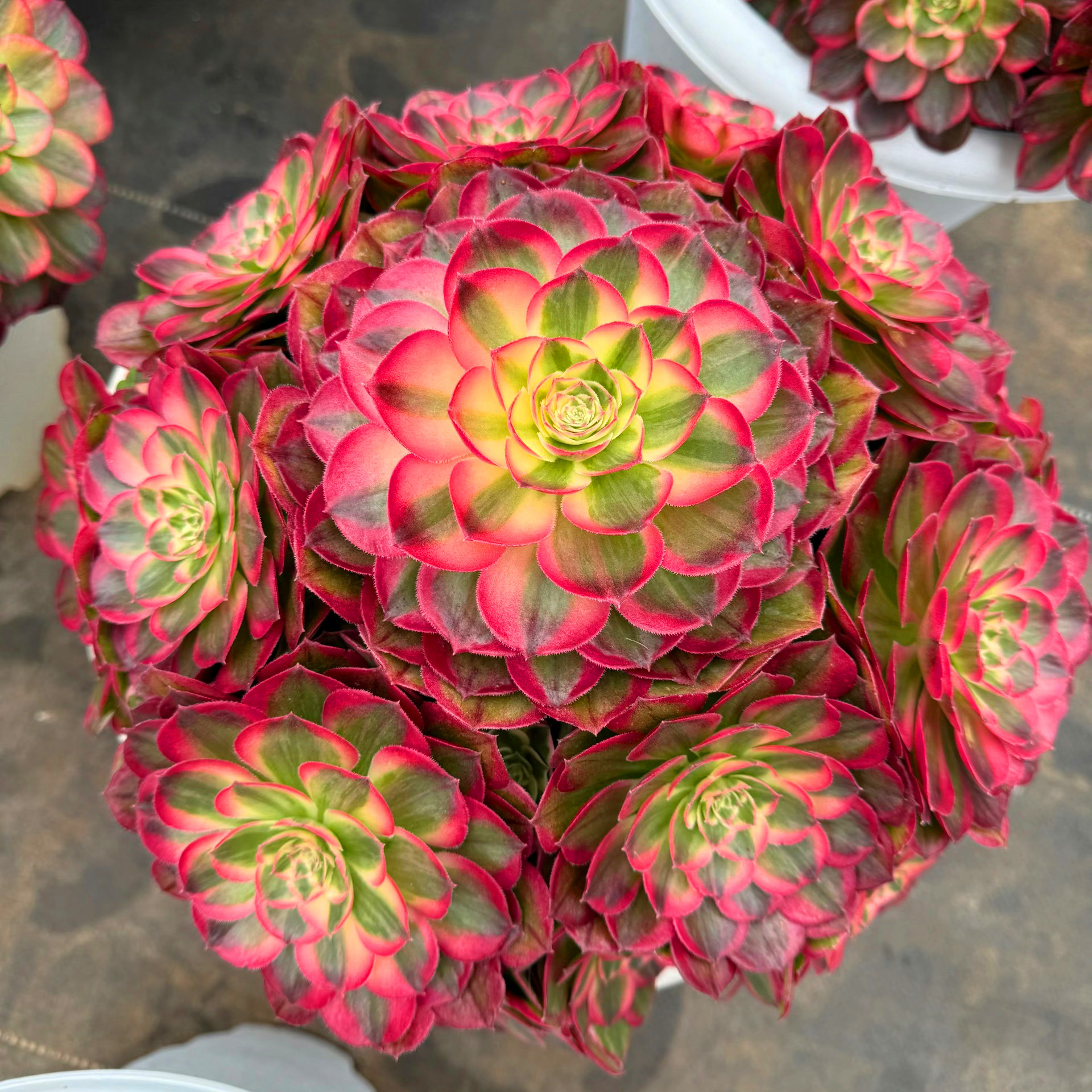 法师锦老桩多肉植物-法师锦老桩多肉植物促销价格、法师锦老桩多肉植物