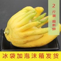 Yunnan fresh golden bergamot bergamot fresh fruit super large bergamot for Buddha ornamental smell water five finger orange 2kg