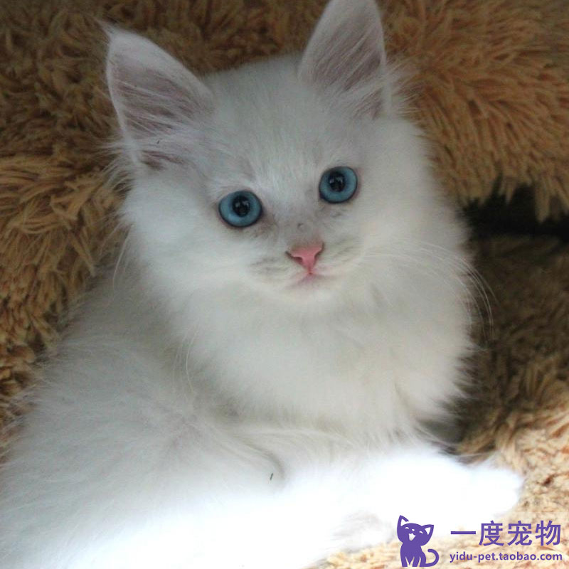 Hot Chinese pastoral cat Orange cat Raccoon flower cat Sichuan Jianzhou Cat Domestic pet cat Earth cat Live cat cub