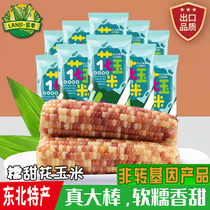 Blue season northeast Sweet glutinous flower corn sticky corn corn non-genetically modified 10 full box sticks fresh fresh vacuum pack