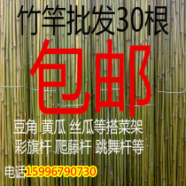 Small bamboo fine bamboo pole vegetable garden outdoor fence beans bamboo stick 2 meters flag bamboo pole dancing bamboo pole thick big bamboo