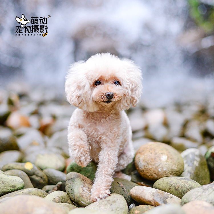 (Moe pet photography) Tianjin professional pet photography Pet photo Cat and dog animal photo Affordable location