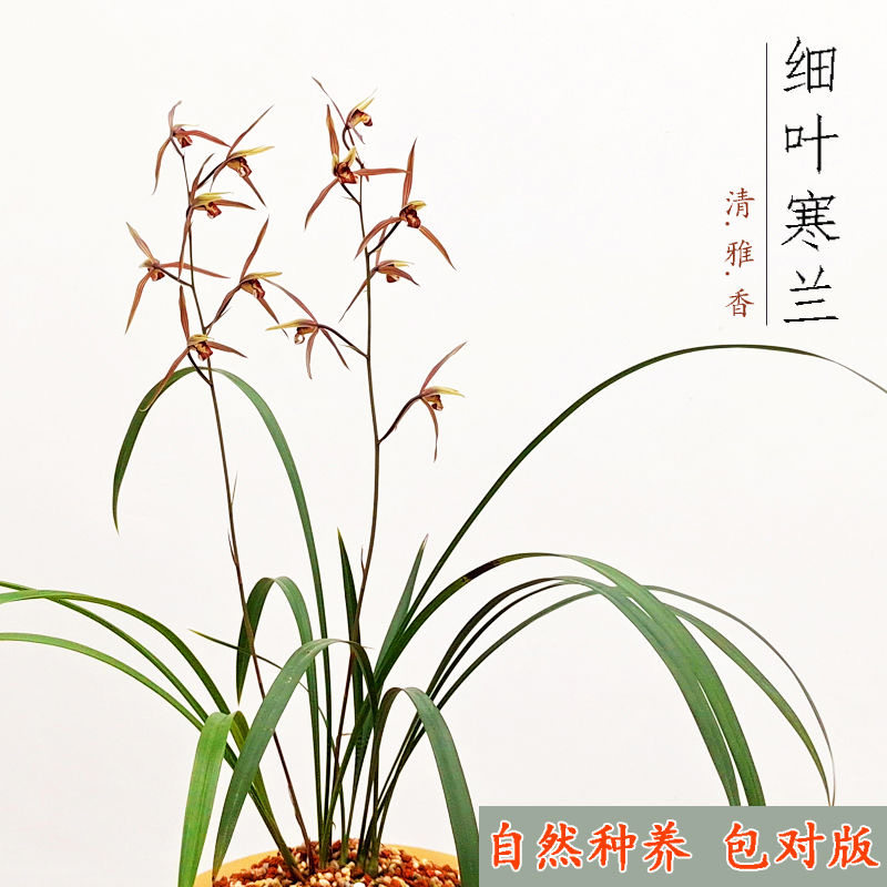 浙江细叶寒兰为什么成为冬季阳台绿植爆款?-保暖服装-淘宝好物网