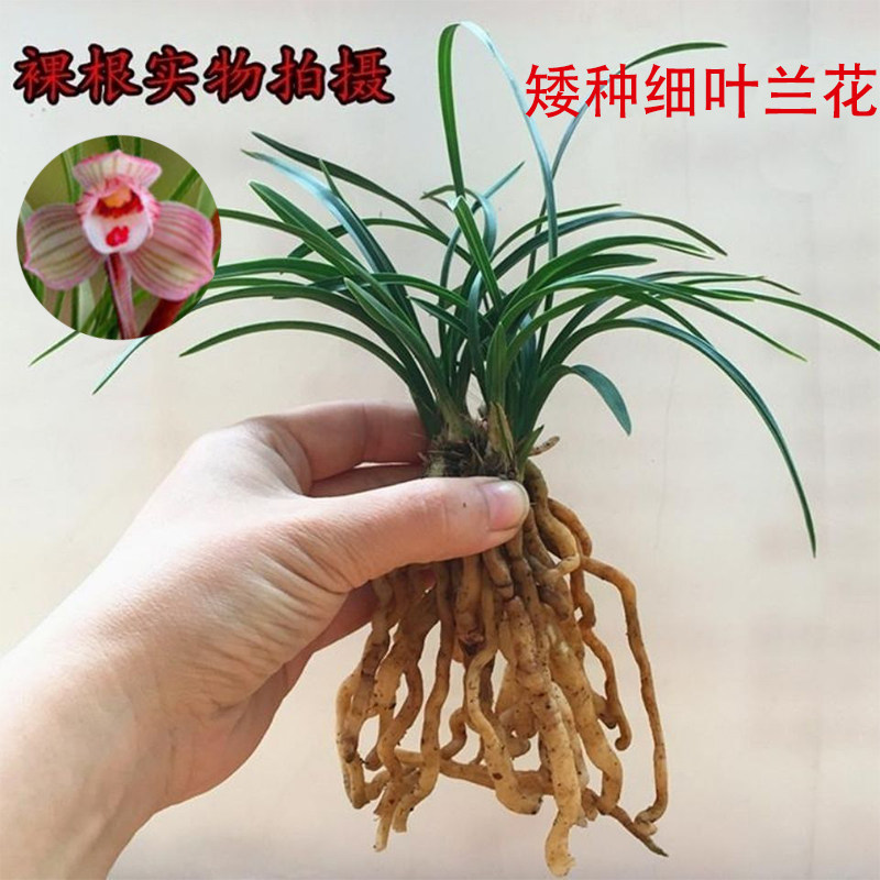 矮种寒兰带花苞-矮种寒兰带花苞促销价格、矮种寒兰带花苞品牌- 淘宝