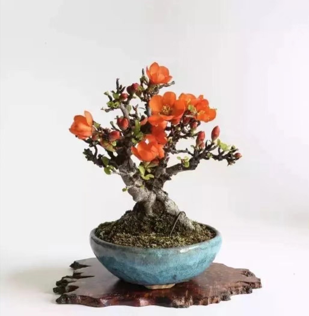 红花一号长寿梅盆景-红花一号长寿梅盆景促销价格、红花一号长寿梅盆景