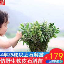 (More than 35 plants in 4 years) Yandang Mountain imitation wild Dendrobium seedlings stump Dendrobium candidum maple seedlings