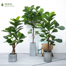 Qinye banyan Nordic green plant landing simulation plant turtle leaf bonsai potted rubber tree shopping mall creative decoration