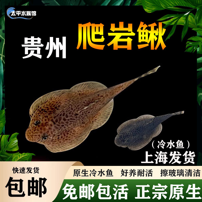 冷水鱼缸清洁工推荐|25年热门清道夫鱼测评:贵州爬岩鳅、琵琶鱼、吸鳅哪款更适合你?-旅游-淘宝好物网
