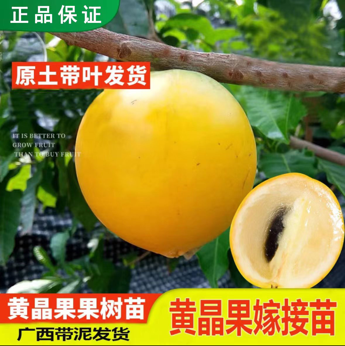 黄金果果苗-黄金果果苗促销价格、黄金果果苗品牌- 淘宝