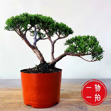 日本真柏小品盆栽-日本真柏小品盆栽促销价格、日本真柏小品盆栽品牌- 淘宝