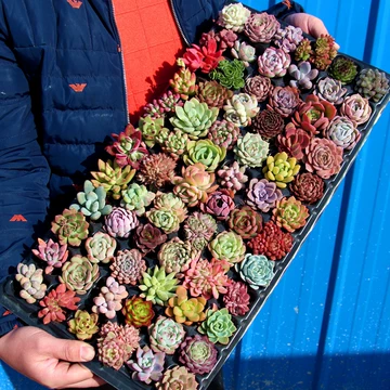 法师多肉植物老桩-法师多肉植物老桩促销价格、法师多肉植物老桩品牌- 淘宝