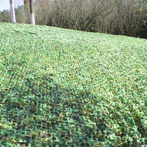 Anti-aerial photography camouflage net anti-satellite anti-counterfeiting net summer sunshade net mountain greening cover net School decoration net
