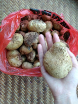 Guangdong fresh wild mushroom cinderella flattery bag puffball puffball puffball ginger pimple non-truffle 500g