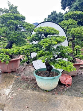 罗汉松盆栽-罗汉松盆栽促销价格、罗汉松盆栽品牌- 淘宝