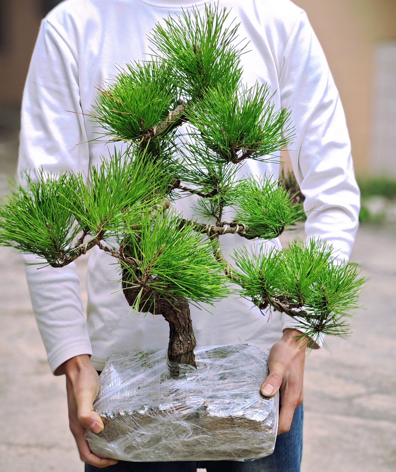日本黑松盆景-日本黑松盆景促销价格、日本黑松盆景品牌- 淘宝
