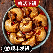 Sea Gluttony Spicy Sea Snail Meat Ready-to-eat Net Red Fishing FRESH DOWN PAN 300 gr Shunfeng per pot
