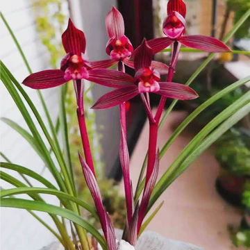 醉红素兰花-醉红素兰花促销价格、醉红素兰花品牌- 淘宝