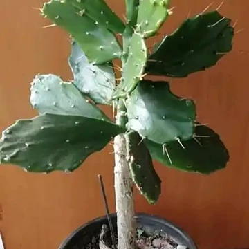 仙人掌树老桩-仙人掌树老桩促销价格、仙人掌树老桩品牌- 淘宝