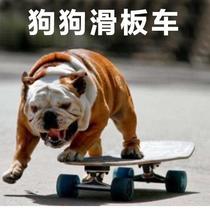 Pet dog special skateboard English fighting method Bulldog Scooter Dog special skateboard widened firewood dog skateboard