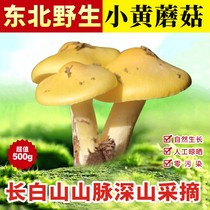 Northeast Teryield wild small yellow Mushroom T Dry Cargo Grade Dry Pine Mushroom 500g Fresh Alpine butter Mushroom Soup