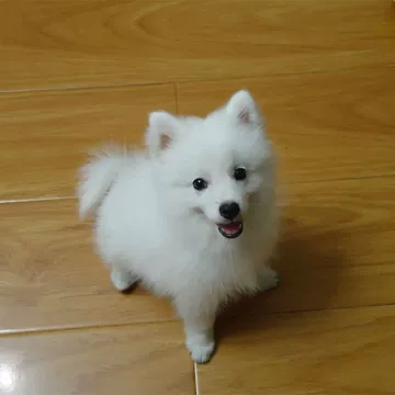 能面　狐　犬 狐 - 能面師 倉林朗 能面展示室ー能面展示室