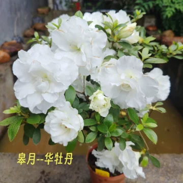 白杜丹-白杜丹促销价格、白杜丹品牌- 淘宝