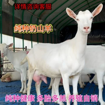 纯种萨能奶山羊-纯种萨能奶山羊促销价格、纯种萨能奶山羊品牌- 淘宝