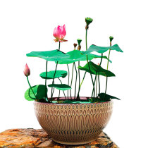 Transparent large size gold fish tank glass vase hydropony flower pot bowls lotus basin water-fairy basin water-raising plant pendulum-piece turtle cylinder