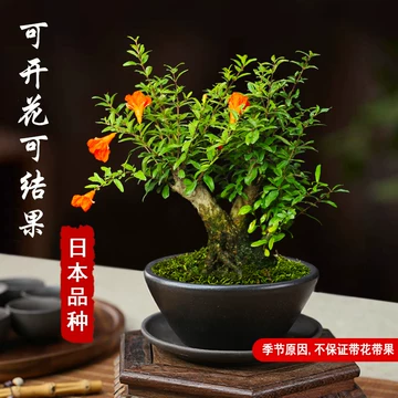 玉石盆景-玉石盆景促销价格、玉石盆景品牌- 淘宝