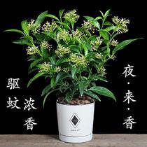 Nocturnal incense pot summer mosquito repellent plant four seasons evergreen flowering fragrant type indoor nocturnal incense pot plant