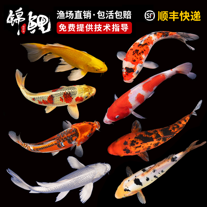 Koi live fish Purebred ornamental fish Large good breeding resistant live red and white cold water freshwater small fry Dragon and phoenix goldfish lucky
