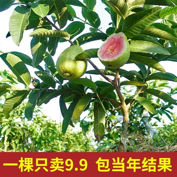 番石榴树-番石榴树促销价格、番石榴树品牌- 淘宝