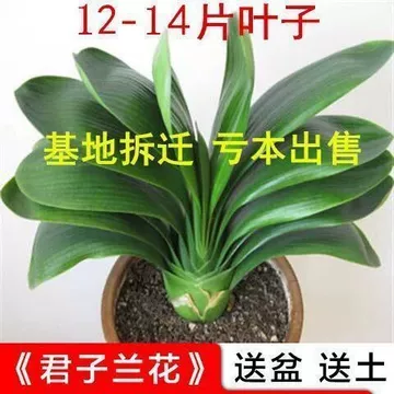 文玩堂组合特惠 文玩轻养组合套装-文玩轻养组合套装促销价格、文玩轻养组合套装品牌- 淘宝