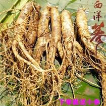 American ginseng fresh large pruned wine Shaanxi Super Western ginseng tablets non-Canadian Changbai Mountain ginseng