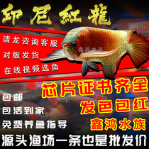 Red Dragon Fish Indonesia Pure Blood Super Blood Pepper Red Dragon Fish Live Handfeng Water Water Water Water Water Water to Watch Fish Salm