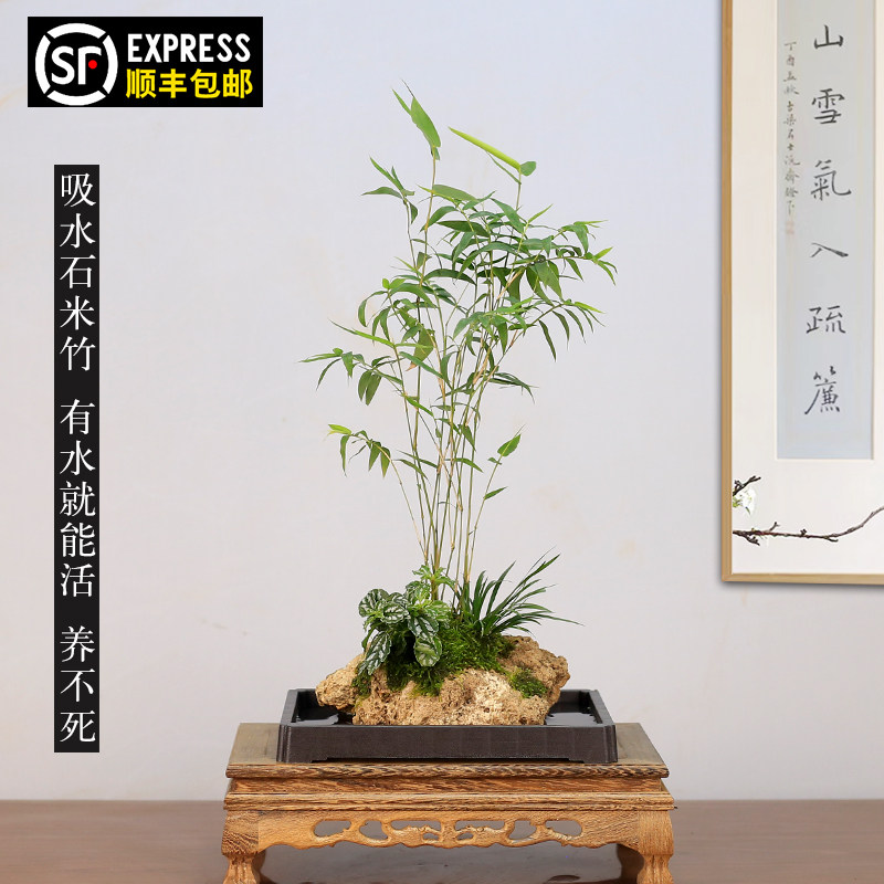 竹葉石 水石 鑑賞石 盆栽石 盆栽 竹葉石 水石 鑑賞石 盆栽石 盆栽