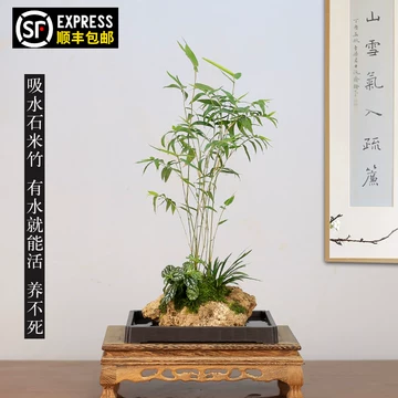 内门竹吸水石盆栽-内门竹吸水石盆栽促销价格、内门竹吸水石盆栽品牌- 淘宝