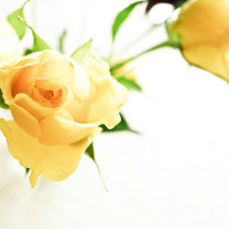 Protein Coagulation Conditioner 500ml