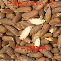 Natural fresh thin shell raw Brazilian pine nuts king Snow Parrot squirrel staple food 50g