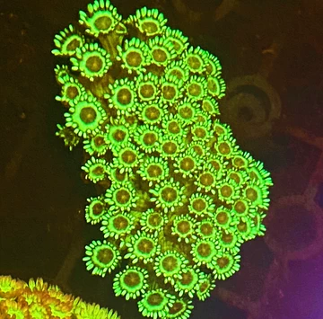 宝石花珊瑚-宝石花珊瑚促销价格、宝石花珊瑚品牌- 淘宝