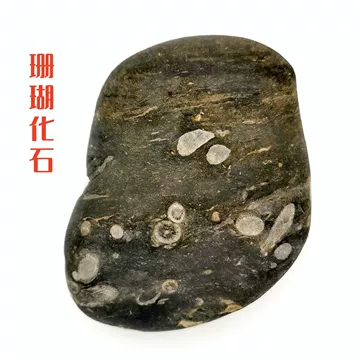 白珊瑚化石-白珊瑚化石促销价格、白珊瑚化石品牌- 淘宝