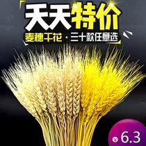 Natural wheat ears dried flowers real bouquets open barley pastoral ornaments full of stars rice ears shooting props gifts