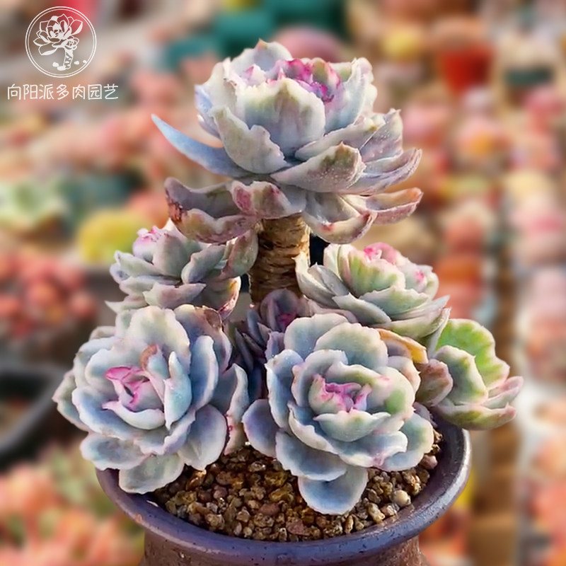 法师锦老桩多肉植物-法师锦老桩多肉植物促销价格、法师锦老桩多肉植物