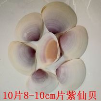  10 pieces of natural large shell childrens hand-painted diy color shell painting material